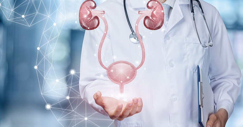 A medical worker shows the urinary system .